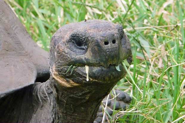 Galapagosturtle
