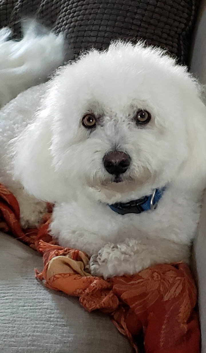 Hank Nov 2019